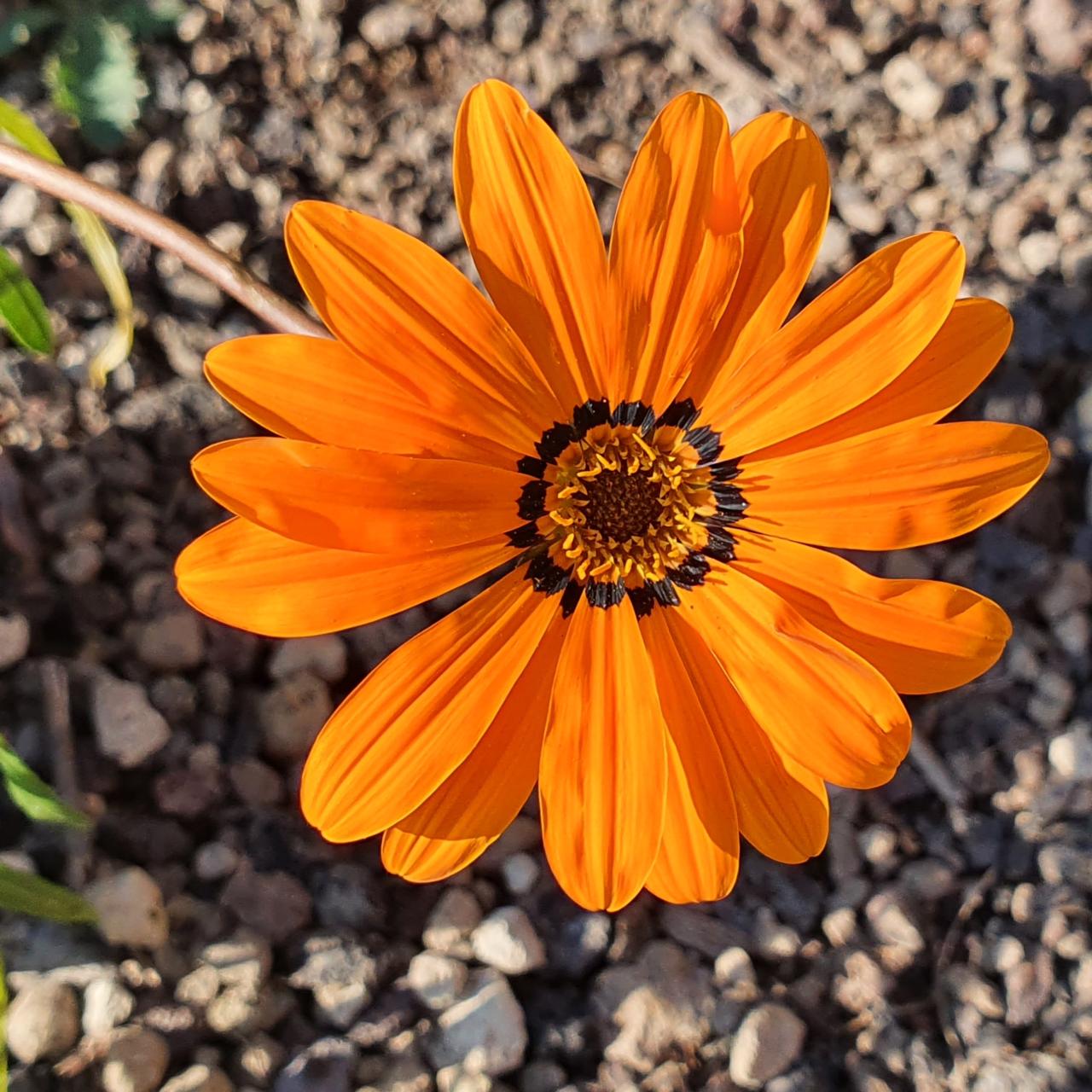 Gazania krebsiana 'Tanager' plant