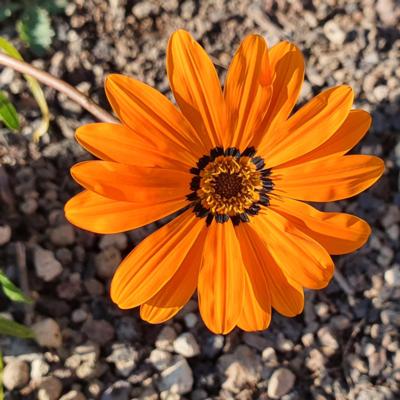 gazania-krebsiana-tanager