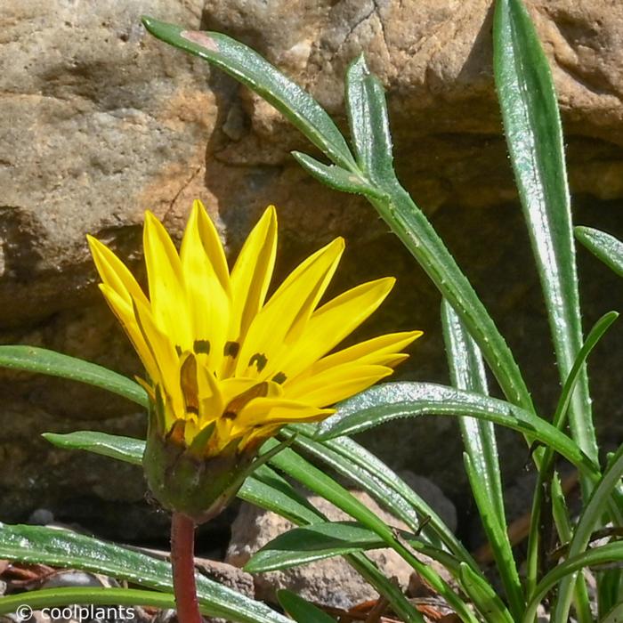 Gazania linearis plant