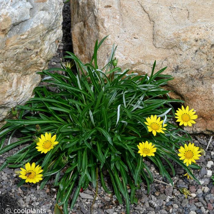 Gazania linearis plant