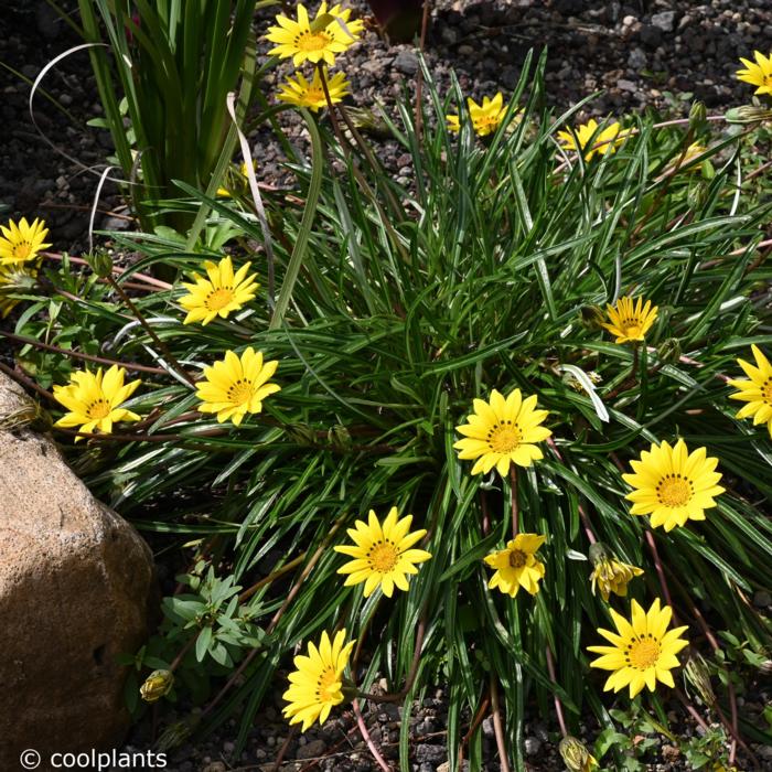 Gazania linearis plant