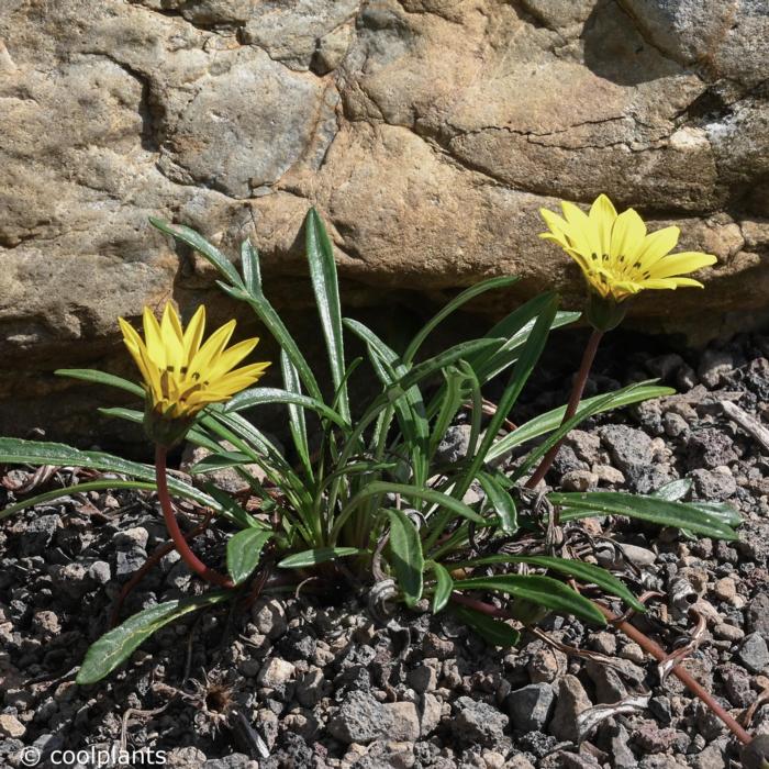 Gazania linearis plant