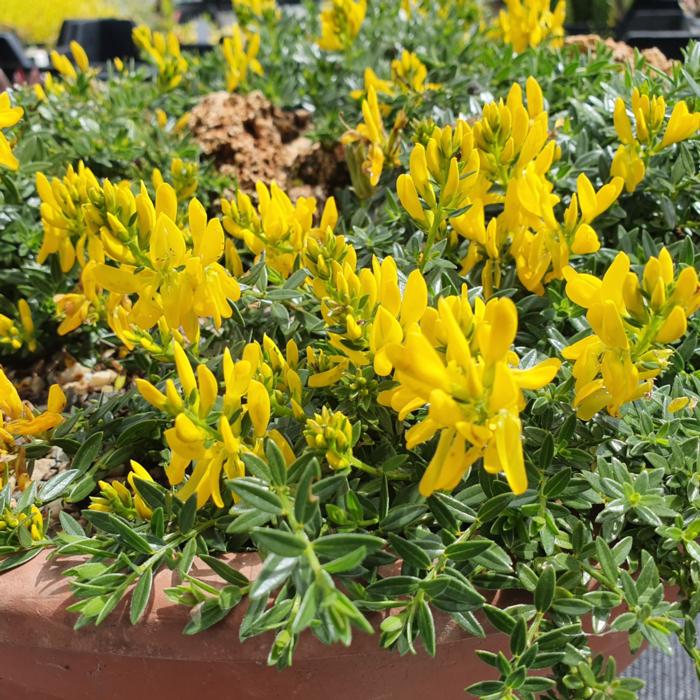 Genista tinctoria 'Humifusa' plant