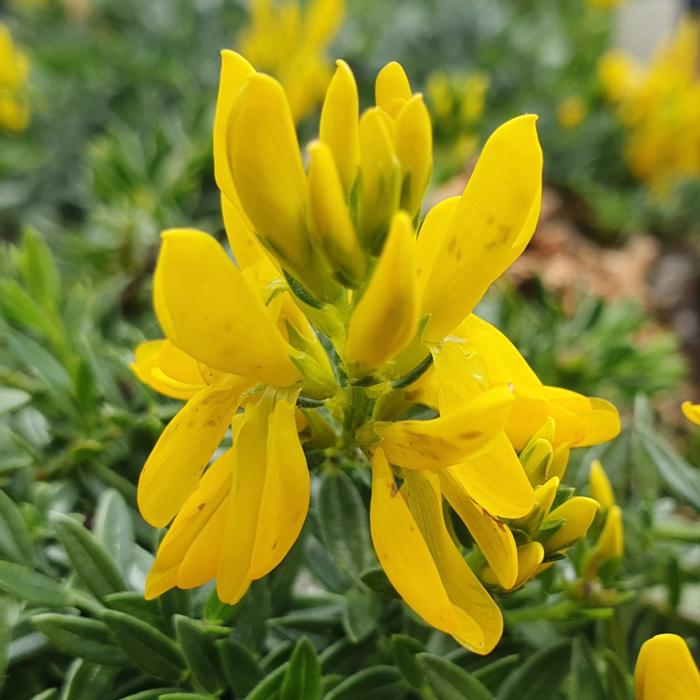 Genista tinctoria 'Humifusa' plant