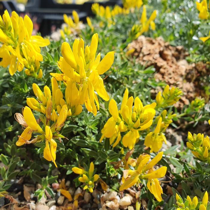 Genista tinctoria 'Humifusa' plant