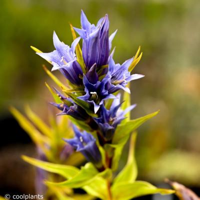 gentiana-asclepiadea