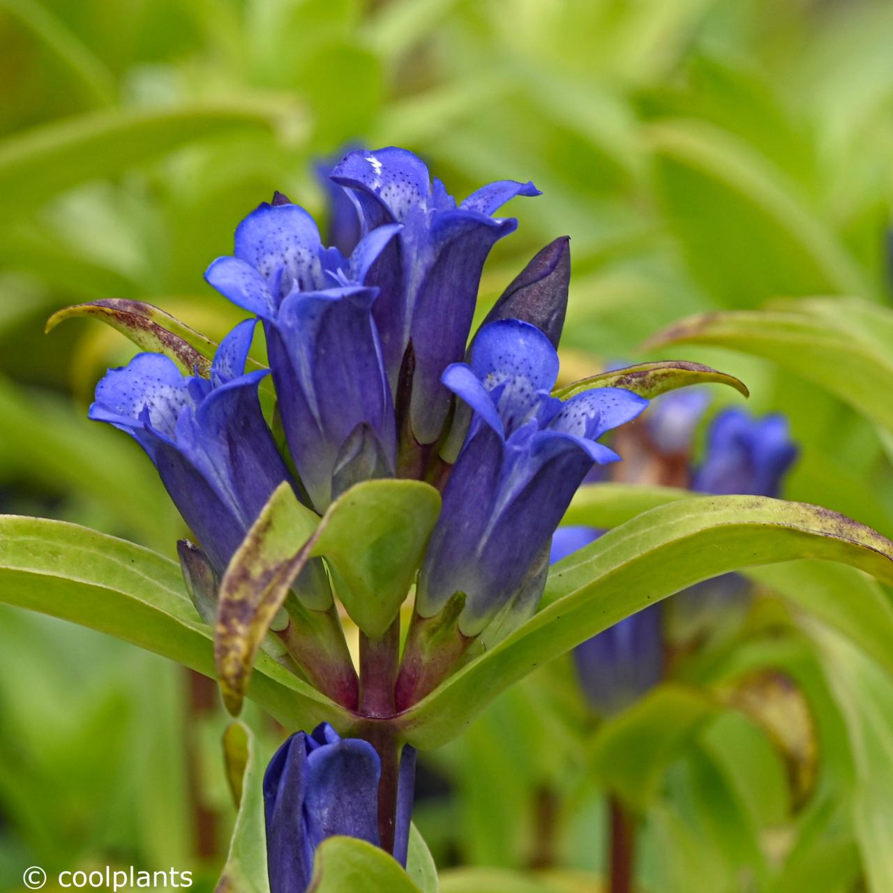 Gentiana cruciata plant