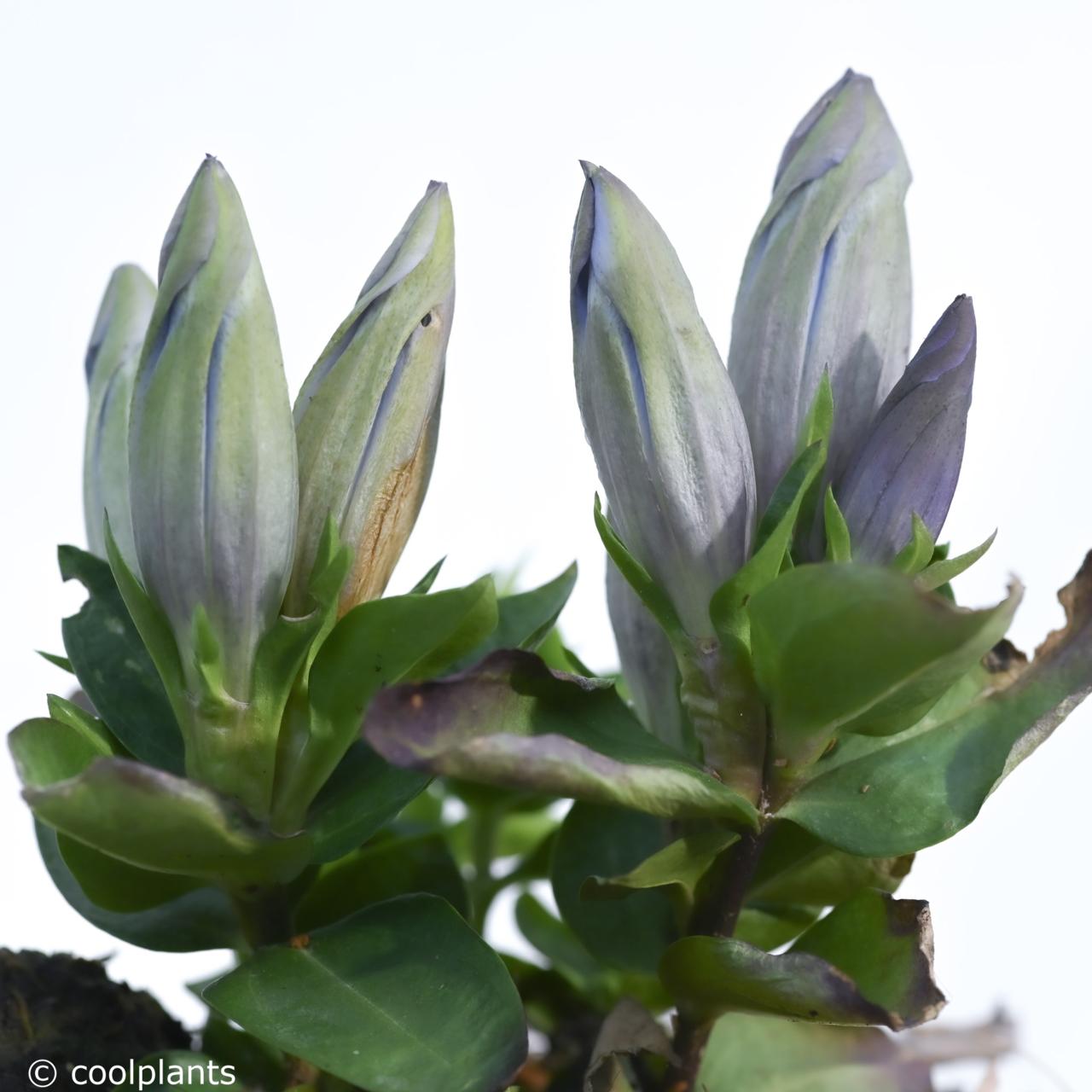 Gentiana 'Crystal' plant