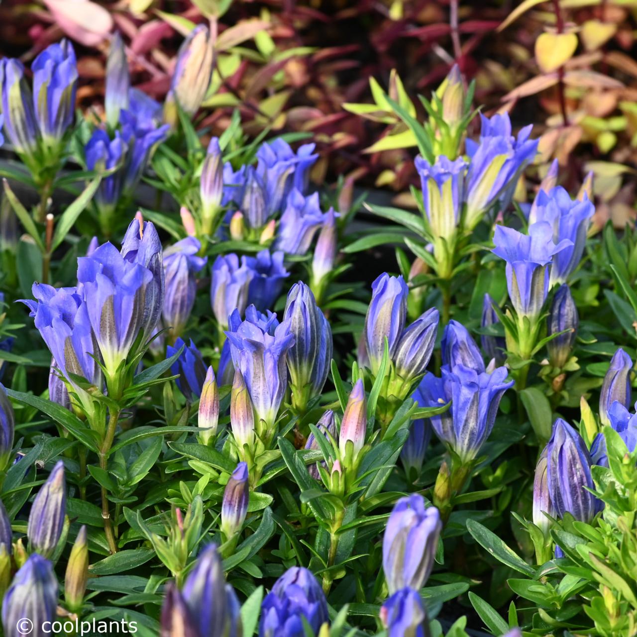 Gentiana 'Diana' plant