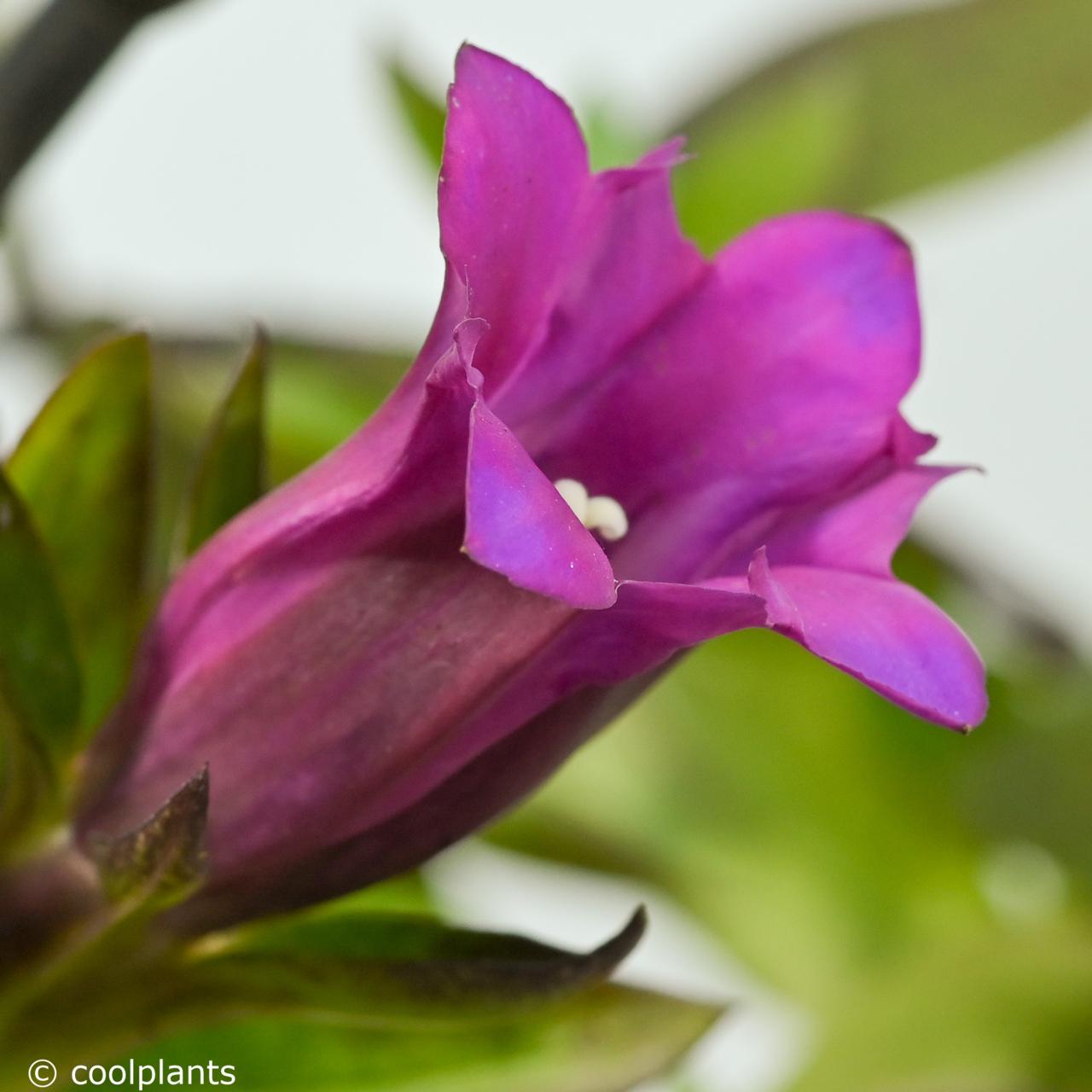 Gentiana 'Lipstick' plant