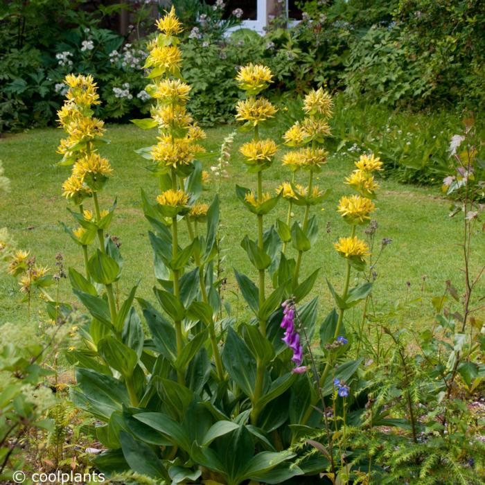 Gentiana lutea plant