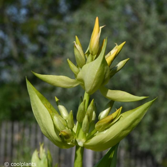 Gentiana lutea plant