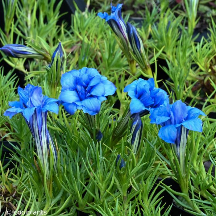 Gentiana sino-ornata 'Eugen's Allerbester' plant