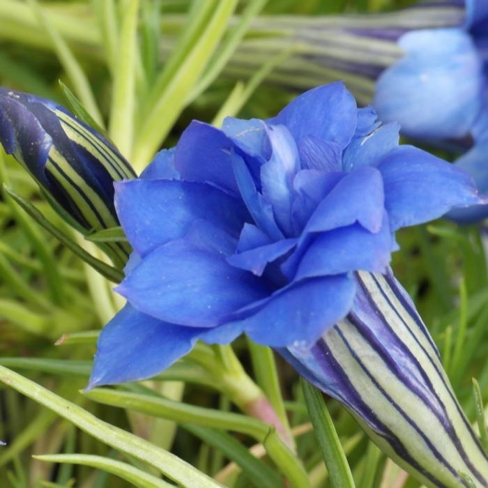 Gentiana sino-ornata 'Eugen's Allerbester' plant