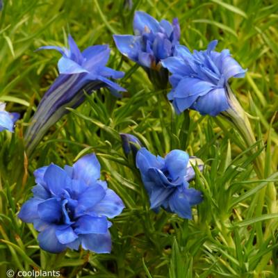 gentiana-sinoornata-eugens-allerbester