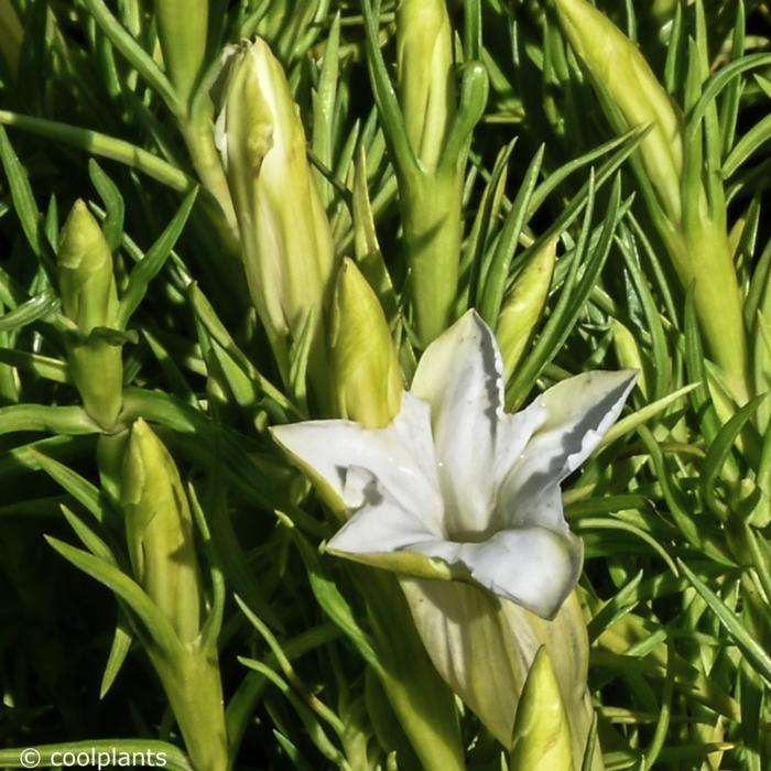 Gentiana sino-ornata 'Weisser Traum' plant