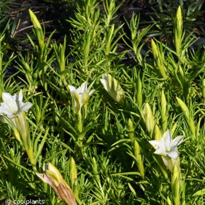 gentiana-sinoornata-weisser-traum