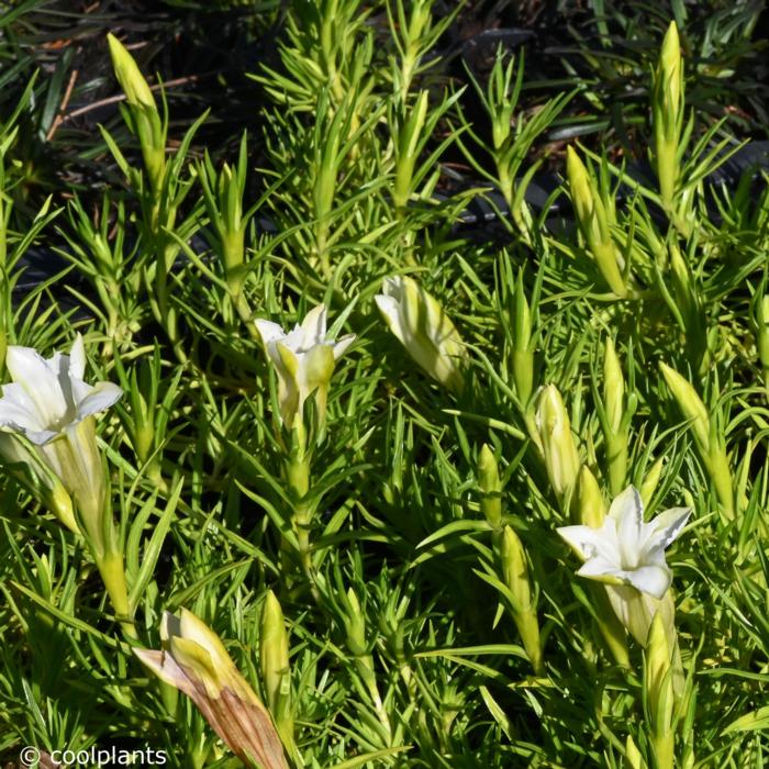Gentiana sino-ornata 'Weisser Traum' plant