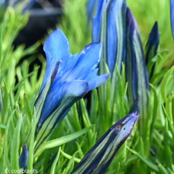 Gentiana sino-ornata plant