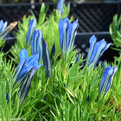 gentiana-sinoornata