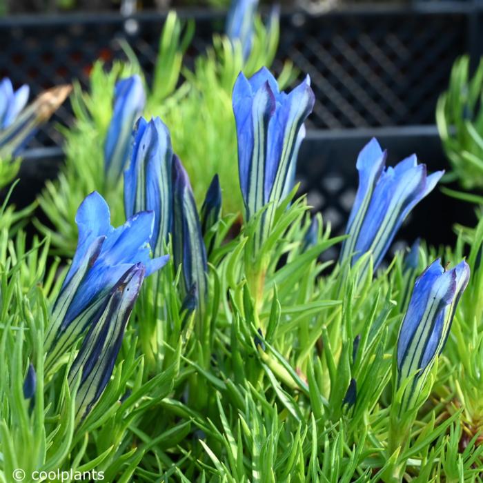 Gentiana sino-ornata plant