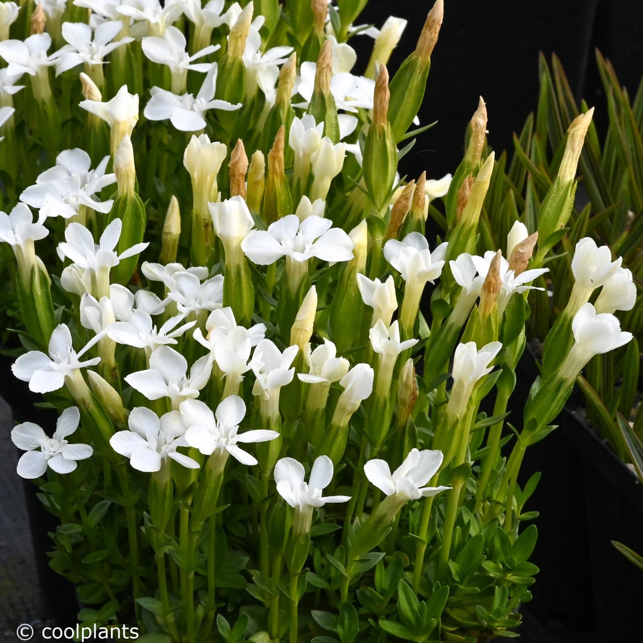 Gentiana verna 'Alba' plant