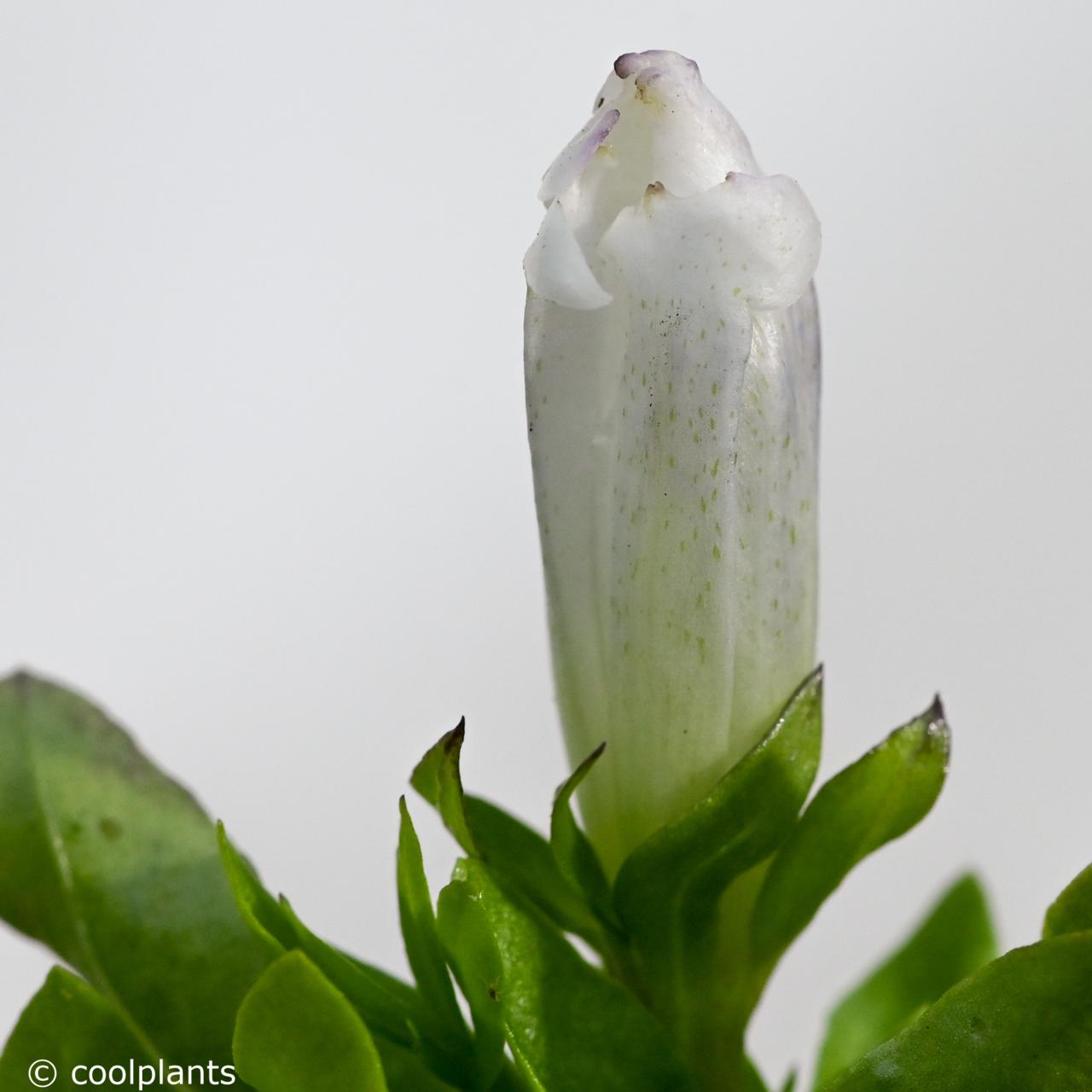 Gentiana 'White Magic' plant
