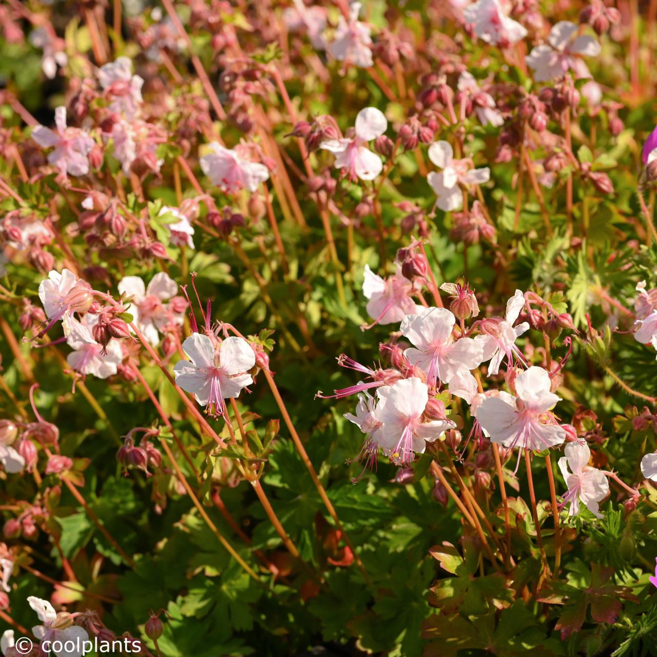 Geranium cantabrigiense 'Biokovo'  plant