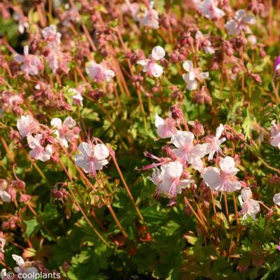 geranium-cantabrigiense-biokovo