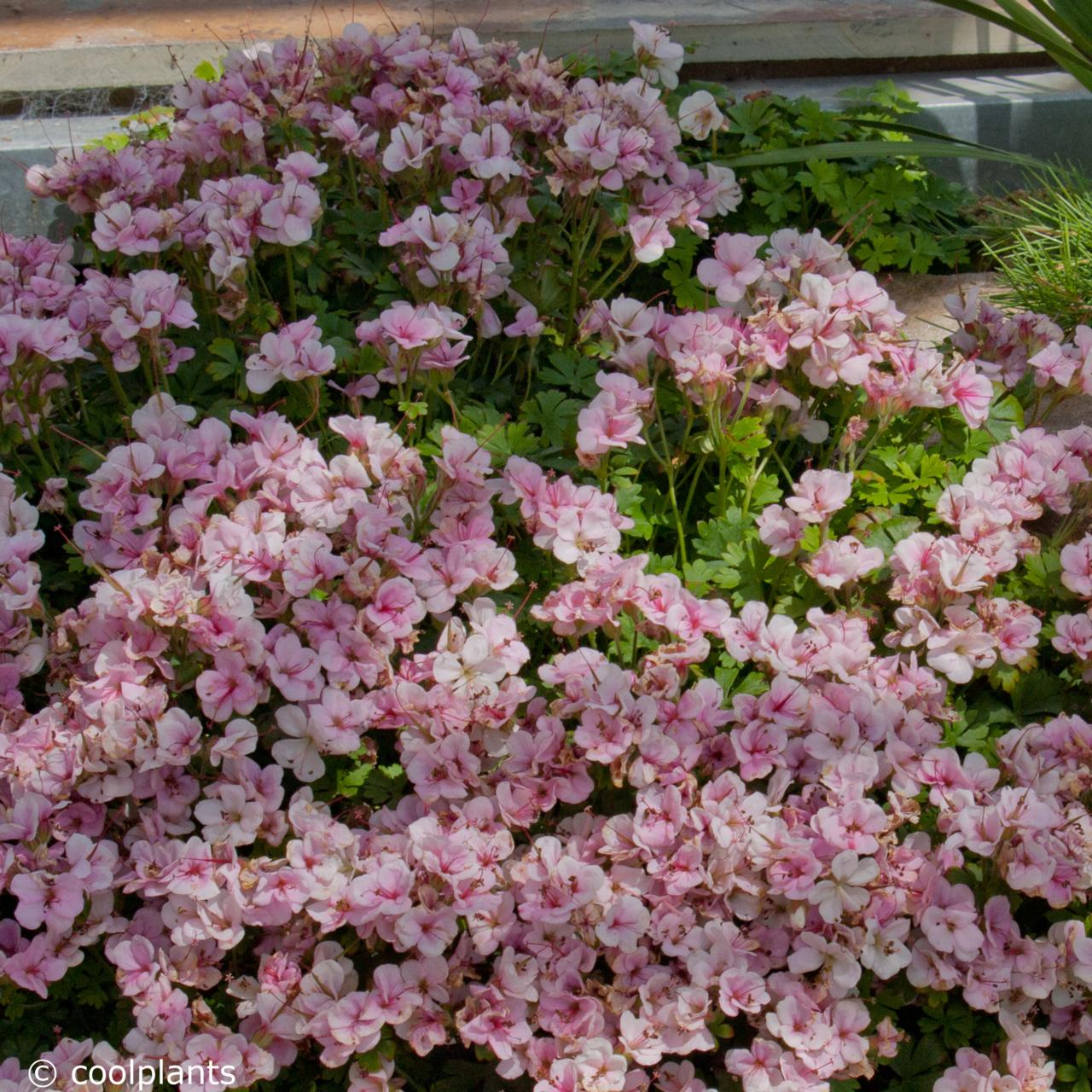 Geranium dalmaticum 'Bridal Bouquet' plant