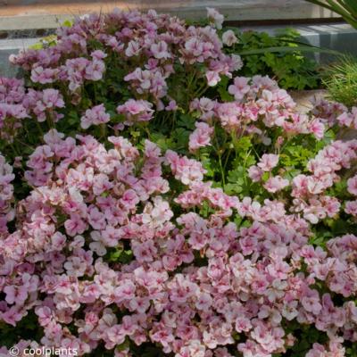 geranium-dalmaticum-bridal-bouquet