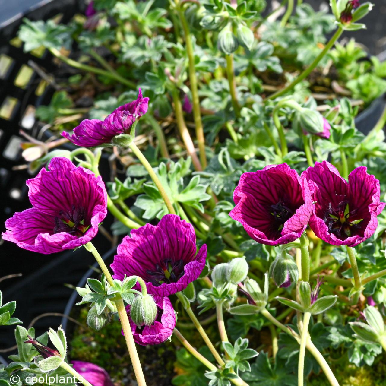 Geranium 'Jolly Jewel Purple' plant