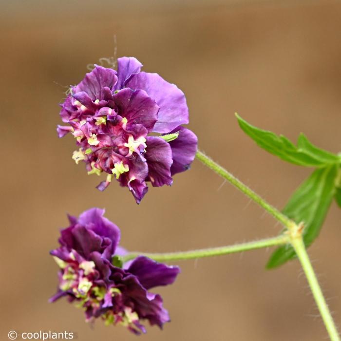 Geranium phaeum 'Joseph Green' plant