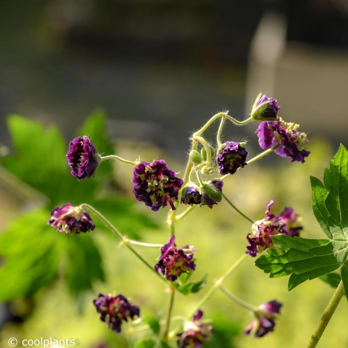 Geranium phaeum 'Joseph Green' plant