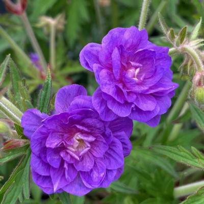 geranium-prat-plenum-violaceum