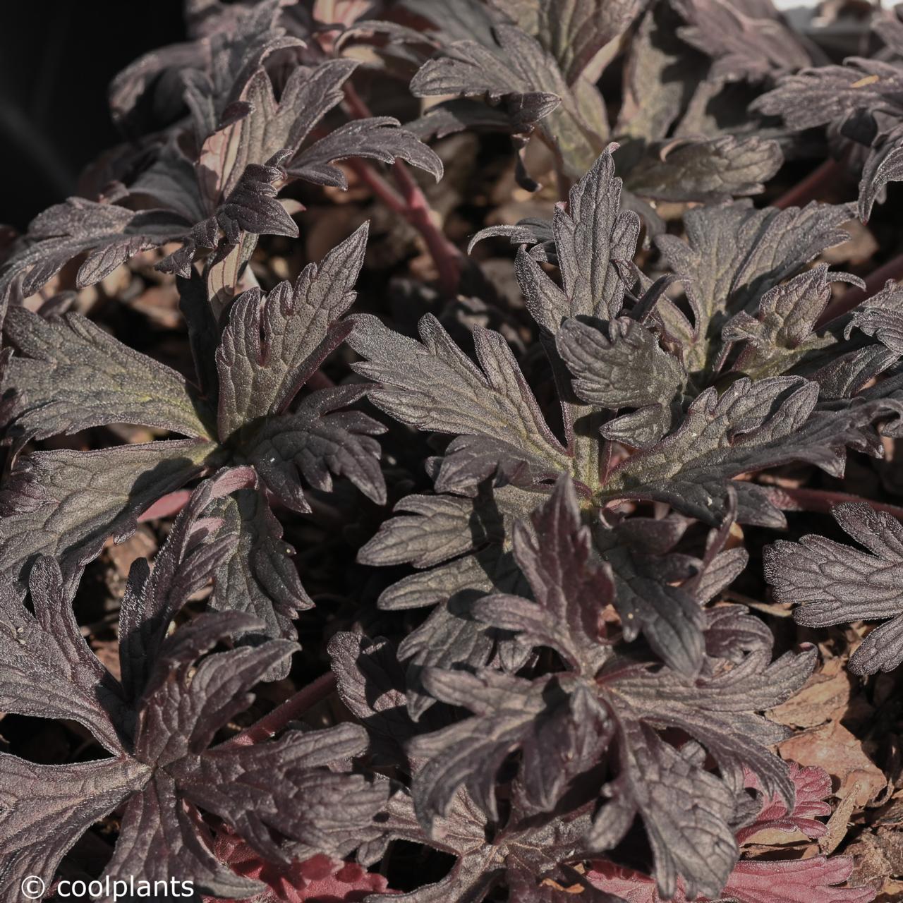 Geranium pratense 'Black n' White' plant