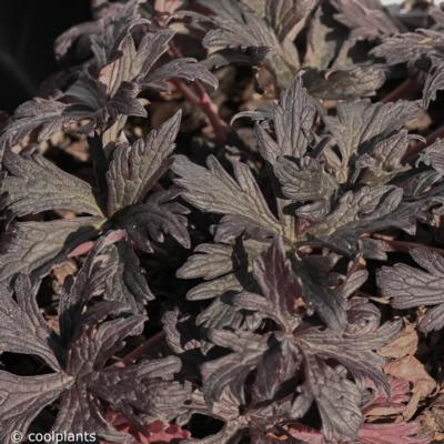 geranium-pratense-black-n-white
