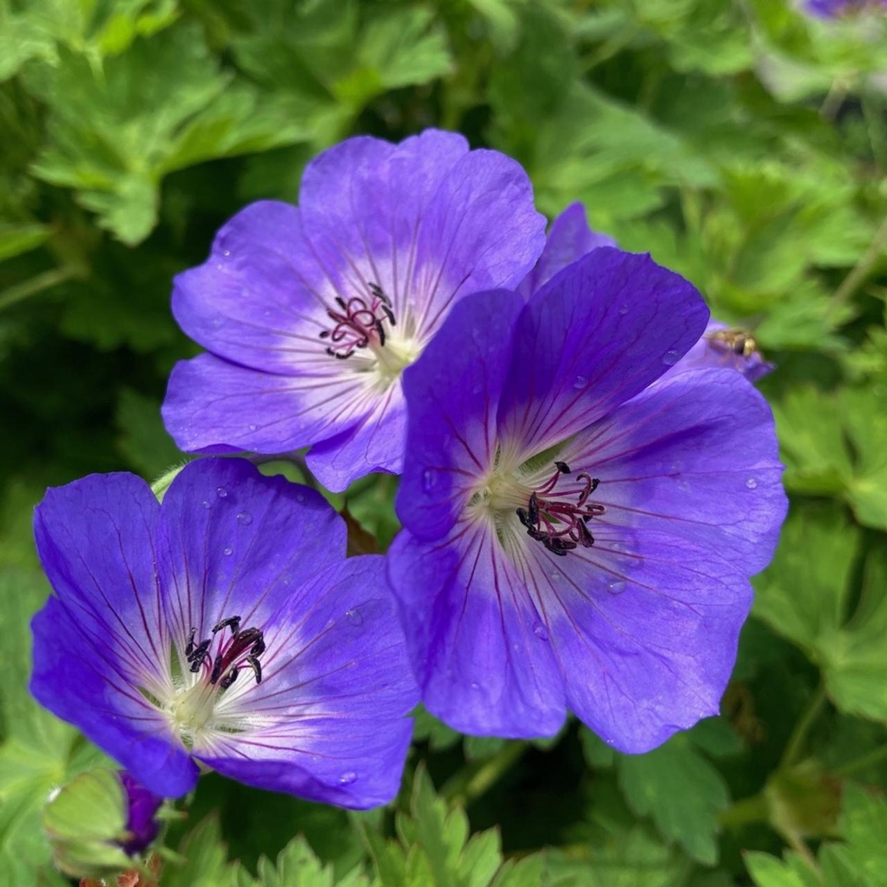 Geranium 'Rozanne' plant