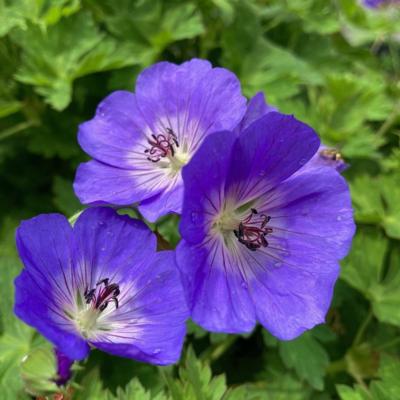 geranium-rozanne