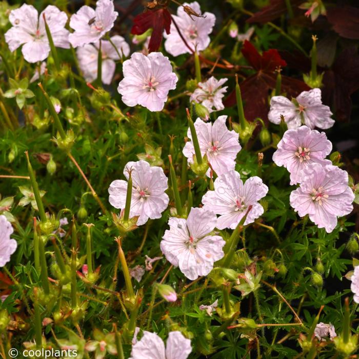 Geranium sanguineum 'Frivolius Pink' plant