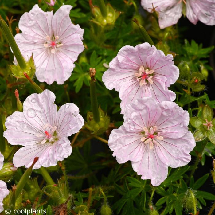 Geranium sanguineum 'Frivolius Pink' plant