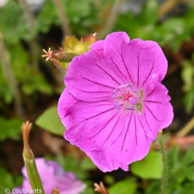 geranium-sanguineum-frivolius-purple