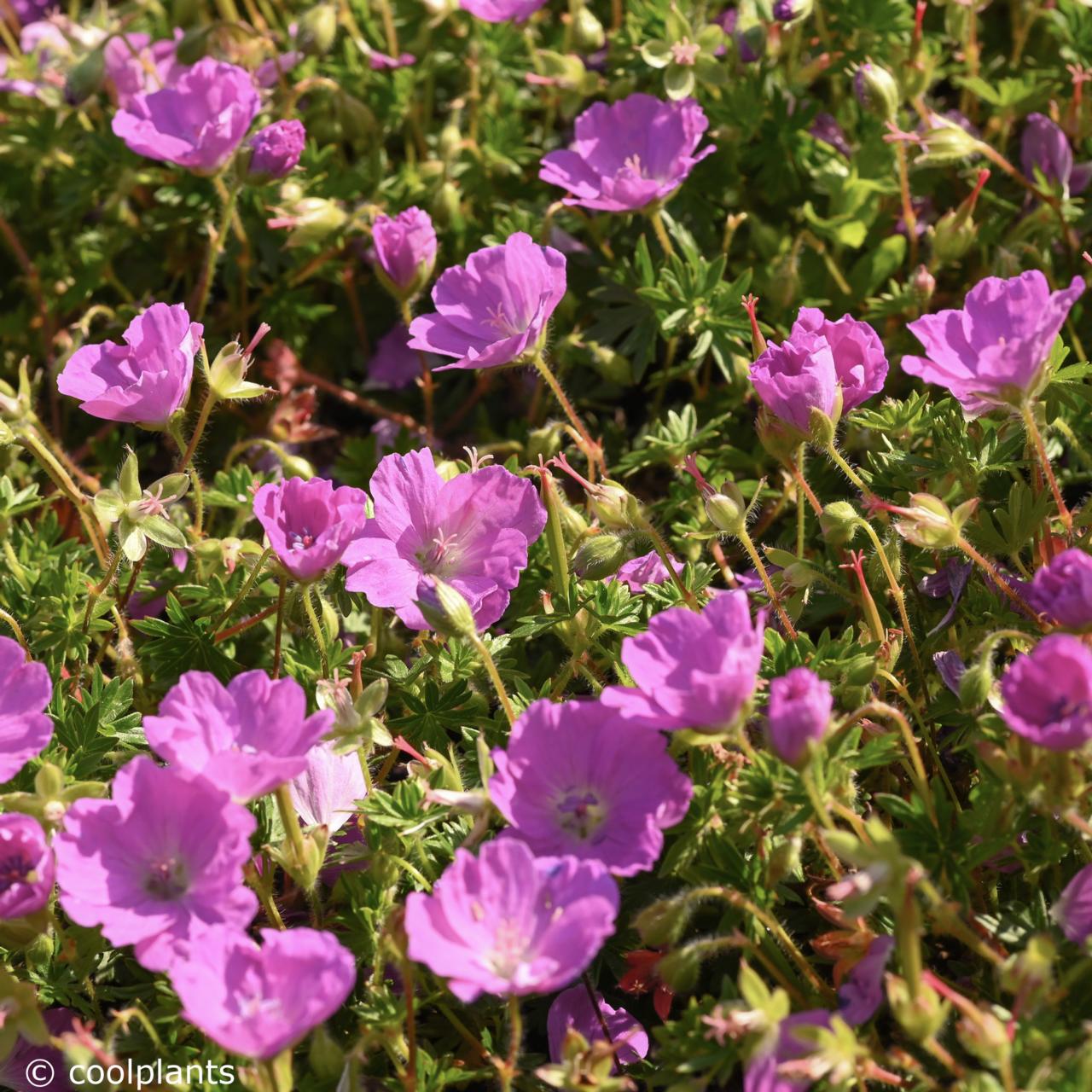 Geranium sanguineum 'Max Frei' plant