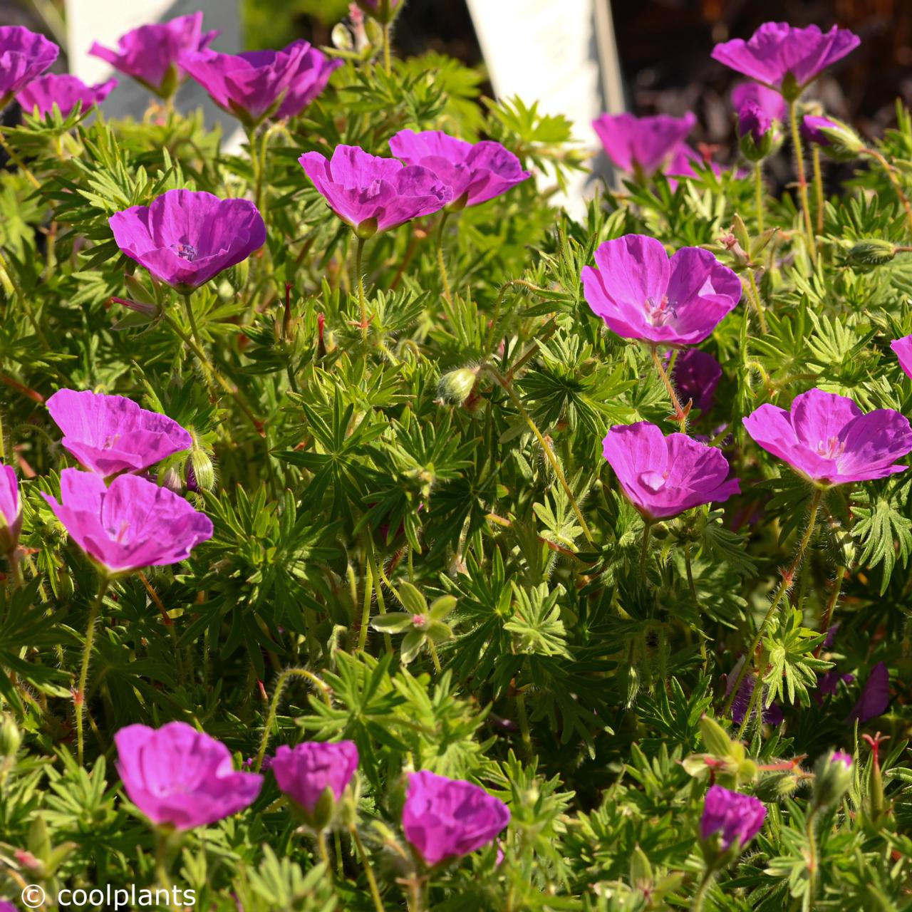 Geranium sanguineum 'New Hampshire Purple' plant