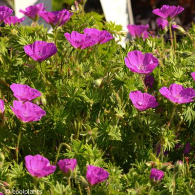 geranium-sanguineum-new-hampshire-purple