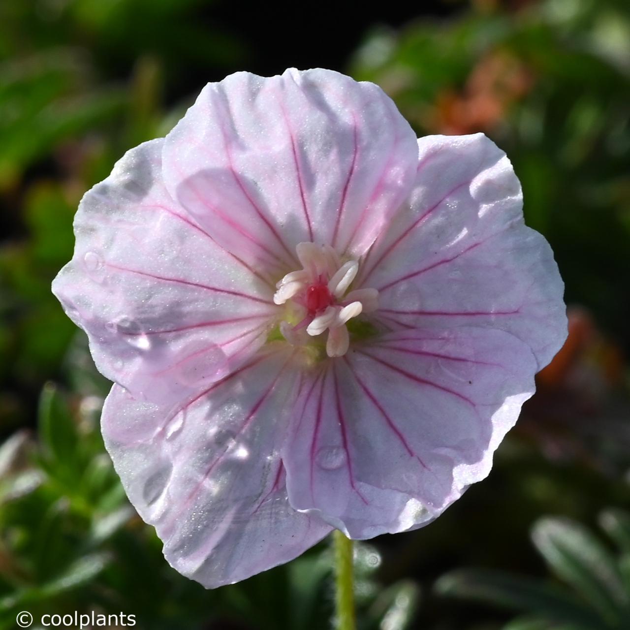 Geranium sanguineum var. striatum plant