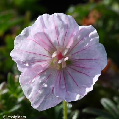 geranium-sanguineum-var-striatum