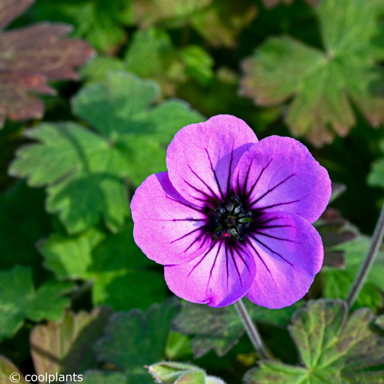 Geranium 'Storm Chaser' plant