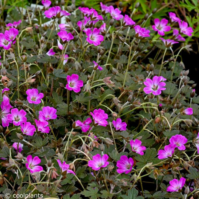 Geranium 'Tanya Rendall' plant