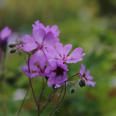 geranium-tuberosum